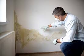 Best Mold-Related Health Consultation  in Page, AZ